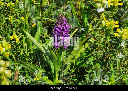 Early Marsh Orchid,'Dactylorhiza incarnata' Sumpfdünen, Mai und Juni, Braunton Burrows, Devon, Großbritannien Stockfoto