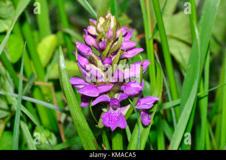 Early Marsh Orchid, „Dactylorhiza incarnata“, Sumpfwiesen, Mai und Juni, Catcott Reserve, Somerset, Großbritannien Stockfoto