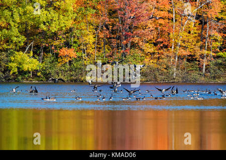 Kanadische herbst Reflexion in mont-saint-bruno Nationalpark, QC, Kanada Stockfoto