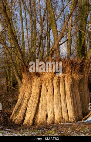 Bewaldeten Weidenzweige gegen einen Baum im Brabantse Biesbosch in der Nähe des niederländischen Dorf werkendam Stockfoto