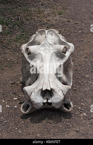 Elefant Schädel in Mosi-oa-Tunya National Park, Sambia Stockfoto