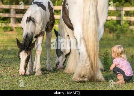 18 Monate altes Kleinkind in Weide mit Gypsy Vanner horse Stute und Fohlen Stockfoto