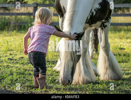 Kleinkind Mädchen mit Gypsy Vanner horse Mare im Fahrerlager Stockfoto