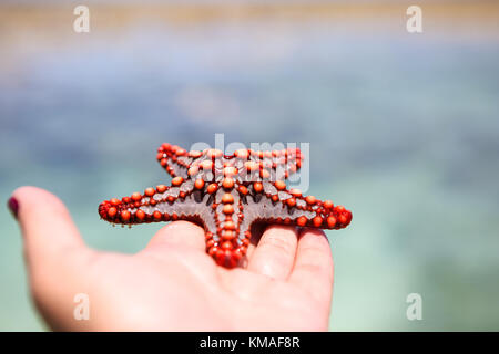 Seesterne in der Lagune am südlichen Strand am Ozean. Marin Stockfoto