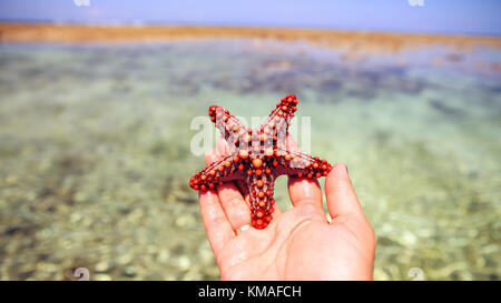 Seesterne in der Lagune am südlichen Strand am Ozean. Marin Stockfoto