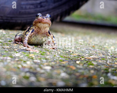 Grasfrosch Auf dem Gartenweg. Stockfoto