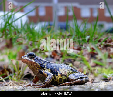 Grasfrosch Auf dem Gartenweg. Stockfoto