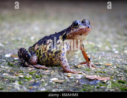 Grasfrosch Auf dem Gartenweg. Stockfoto