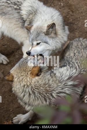 Timber Wölfe oder grauen Wolf (Canis lupus) spielen mit jeder anderen im Herbst in Kanada Stockfoto