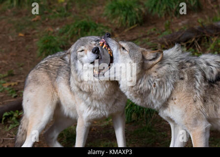 Timber Wölfe oder grauen Wolf (Canis lupus) spielen mit jeder anderen im Herbst in Kanada Stockfoto