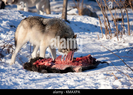 Ein einsamer Holzwolf oder Grauer Wolf Canis Lupus, der im Winter in Kanada Wildschweinkadaver ernährt Stockfoto