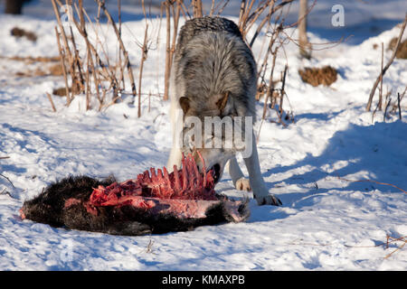 Ein einsamer Holzwolf oder Grauer Wolf Canis Lupus, der im Winter in Kanada Wildschweinkadaver ernährt Stockfoto