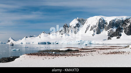 Nesting Gentoo Pinguin Kolonie, Cuverville Island, mit touristischen Schiff im errera Channel, Antarktische Halbinsel Stockfoto