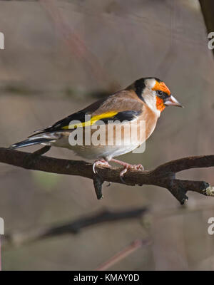 Carduelis carduelis Stieglitz;; Stockfoto