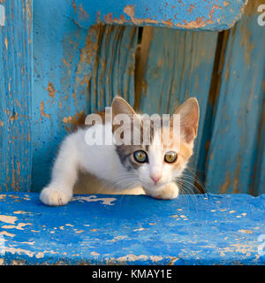 Eine nette junge Katze Kätzchen späht aus einem blauen alte Holztür mit neugierigen Augen, eine Katze mit diesem particolored Mantel namens Calico verdünnen. Stockfoto