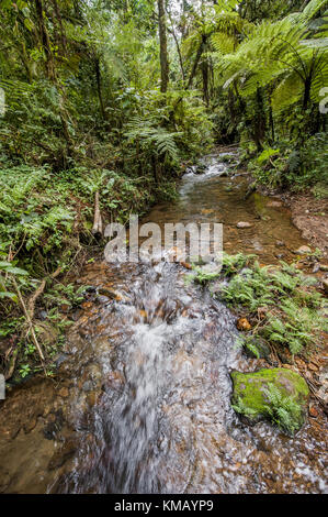 Kleiner Wasserfall in den dunklen Wald. Wasserfälle und Vegetation im Bwindi Impenetrable Forest in Uganda (Afrika) Stockfoto