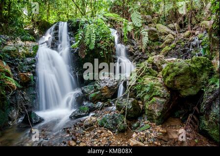 Kleiner Wasserfall in den dunklen Wald. Wasserfälle und Vegetation im Bwindi Impenetrable Forest in Uganda (Afrika) Stockfoto