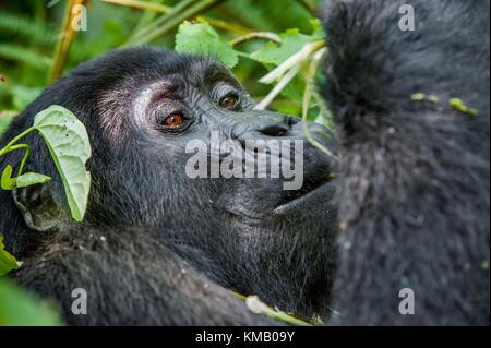 Porträt einer Mountain Gorilla in kurzer Entfernung. Gorilla bis Portrait schließen. Der Berggorilla (Gorilla beringei beringei) Stockfoto