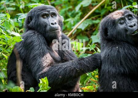 Porträt einer Mountain Gorilla in kurzer Entfernung. Gorilla bis Portrait schließen. Der Berggorilla (Gorilla beringei beringei) Stockfoto