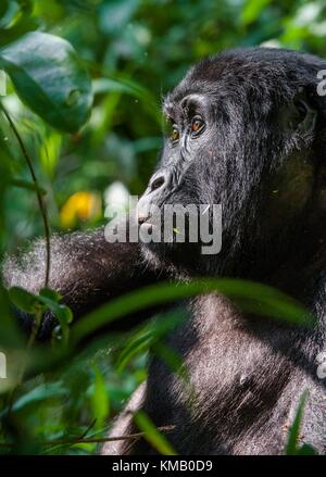 Porträt einer Mountain Gorilla in kurzer Entfernung. Gorilla bis Portrait schließen. Der Berggorilla (Gorilla beringei beringei) Stockfoto