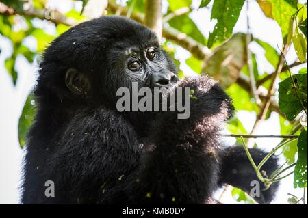 Porträt einer Mountain Gorilla in kurzer Entfernung. Gorilla bis Portrait schließen. Der Berggorilla (Gorilla beringei beringei) Stockfoto