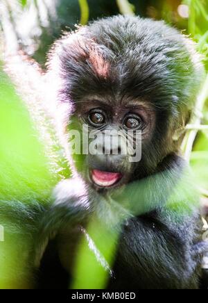 Nahaufnahme, Porträt eines Berges gorillacub in kurzer Entfernung. Der Berggorilla (Gorilla beringei beringei). Stockfoto