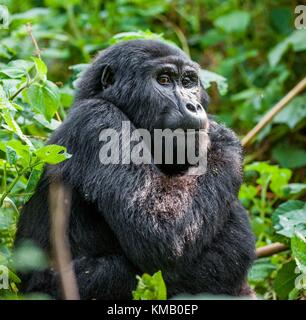 Porträt einer Mountain Gorilla in kurzer Entfernung. Gorilla bis Portrait schließen. Der Berggorilla (Gorilla beringei beringei) Stockfoto