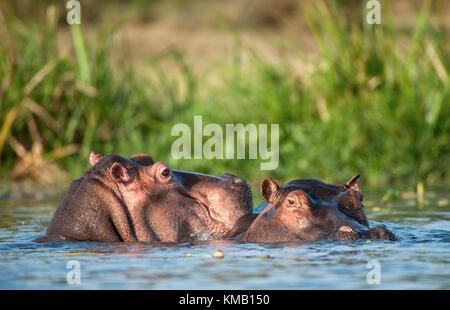 Zwei gemeinsame Nilpferd im Wasser. Die gemeinsame Flusspferd (hippopotamus amphibius), oder Hippo. Afrika Stockfoto