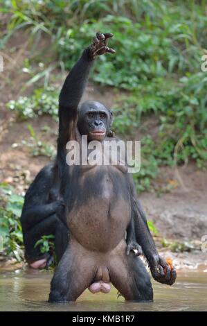 Bonobo auf ihre Beine mit einem Cub auf einer zurück und Hand. der Bonobo (pan paniscus). Demokratische Republik Kongo, Afrika Stockfoto