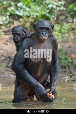 Bonobo auf ihre Beine im Wasser mit einem Cub auf einem zurück. Der bonobo (pan paniscus). Demokratische Republik Kongo, Afrika Stockfoto