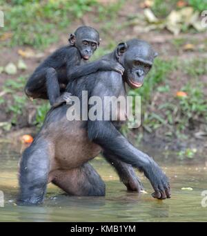 Bonobo auf ihre Beine im Wasser mit einem Cub auf einem Rücken. der Bonobo (pan paniscus). Demokratische Republik Kongo, Afrika Stockfoto
