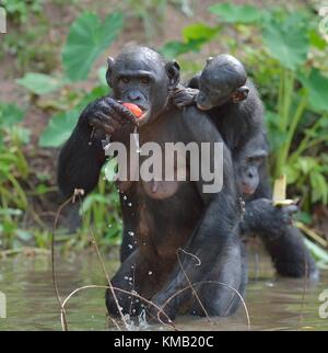 Essen weiblicher Bonobo mit einem Cub auf einem zurück. Der bonobo (pan paniscus). Demokratische Republik Kongo, Afrika Stockfoto