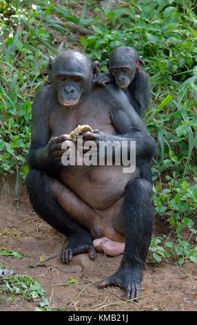 Essen weiblicher Bonobo mit einem Cub auf einem zurück. Der bonobo (pan paniscus). Demokratische Republik Kongo, Afrika Stockfoto