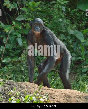 Der Schimpanse Bonobo auf dem grünen Hintergrund. der Bonobo (pan paniscus). Demokratische Republik Kongo, Afrika Stockfoto