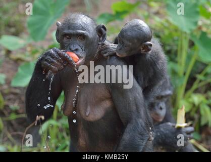 Essen weiblicher Bonobo mit einem Cub auf einem zurück. Der bonobo (pan paniscus). Demokratische Republik Kongo, Afrika Stockfoto