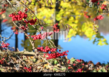 Herbst Strahlen der Sonne beleuchtet rote Beeren der Eberesche Stockfoto