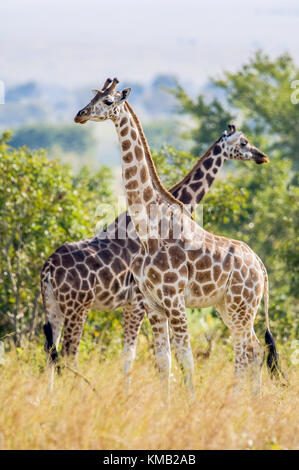 Unter einer strahlenden Sonne zwei Giraffen auf einen Baum mit den gekreuzten lange Hälse stehen. rothschild Giraffen (Giraffa Camelopardalis) in Uganda (Afrika) Stockfoto