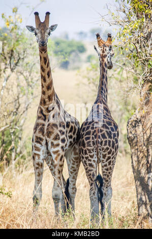 Giraffen verbergen vor der Sonne im Schatten einer Akazie. Unter einer strahlenden Sonne zwei Giraffen an einem Baum stehen. rothschild Giraffen (Giraffa Camelopardalis) in ugan Stockfoto