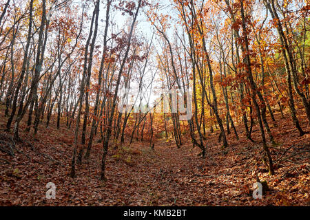Herbst Wald landschaft. Helle Eiche Blätter an den Zweigen. Stockfoto