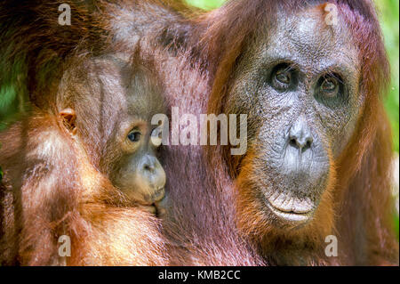 Ein Weibchen der Orang-utan mit einem Cub in einem natürlichen Lebensraum. Pongo pygmaeus wurmmbii. Regenwald von Borneo. Indonesien Stockfoto