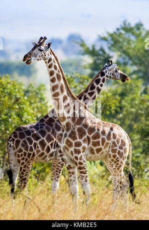 Unter einer strahlenden Sonne zwei Giraffen auf einen Baum mit den gekreuzten lange Hälse stehen. rothschild Giraffen (Giraffa Camelopardalis) in Uganda (Afrika) Stockfoto