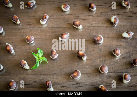 Seashells Pralinen Stockfoto