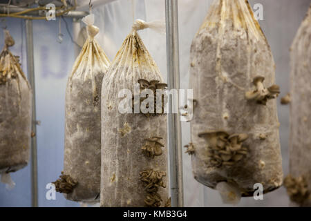 Nahaufnahme der Austernpilze gewachsen im Innenbereich auf Taschen von Abfällen Kaffeesatz in einem umgebauten Shop in Stroud, Gloucestershire, Cotswolds, Großbritannien Stockfoto