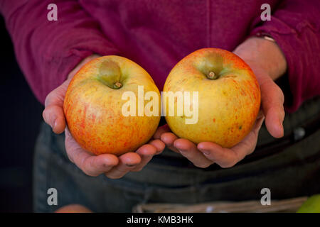 In der Nähe von zwei handheld Charles Ross Äpfel auf dem preisgekrönten Farmers Market in Stroud, Gloucestershire, VEREINIGTES KÖNIGREICH Stockfoto