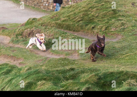 Hunde - zwei Hunde, die aufeinander laufen. Stockfoto