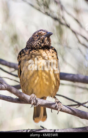 Western bowerbird (chlamydera guttata Guttata) Rennen'' im Alice Springs, Northern Territory, Australien Stockfoto