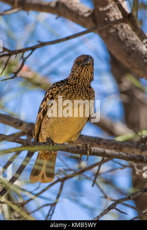 Western bowerbird (chlamydera guttata Guttata) Rennen'' im Alice Springs, Northern Territory, Australien Stockfoto