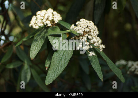 Viburnum rhytidophyllum Stockfoto