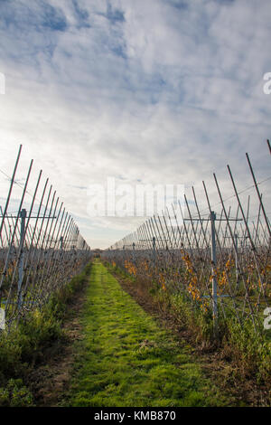 Moderne wächst Apple Orchard, Kent Großbritannien Stockfoto