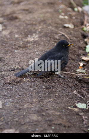 Ein männlicher gemeinsame Blackbird auch eurasischen Amsel (Turdus merula) auf der Jagd nach Würmern auf dem Boden Stockfoto